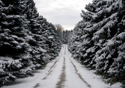 pine row path
